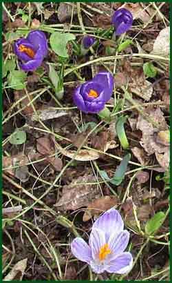 crocus