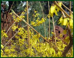 Forsythia