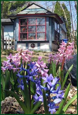 Hyacinth