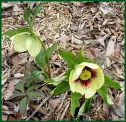 Lenten Rose in 2021