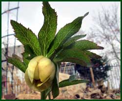lenten rose