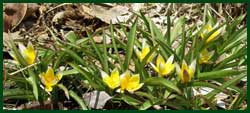 tulip dasystemon tarda