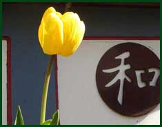 Yellow tulip