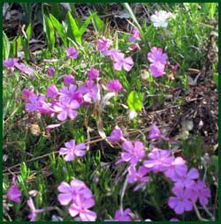 Creeping phlox