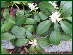 Japanese pachysandra (spurge)