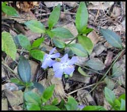 common periwinkle