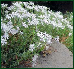 Phlox subulata snowflake