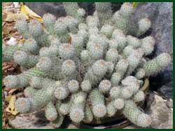 silver torch cactus