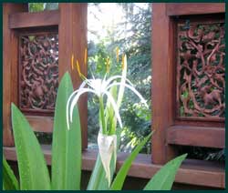 Crinum-(lily)-asiaticum