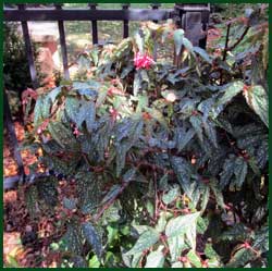 Angel Wing Begonia