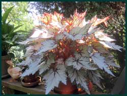 begonia