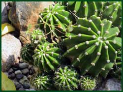 Mexican Fire barrel cactus