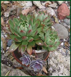 Hens-and-Chicks (Sempervivum tectorum or Echeveria elegans)