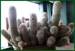 Mammillaria elongata (lady fingers)