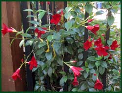 mandevilla, cardinal climber and cup and saucer vine.