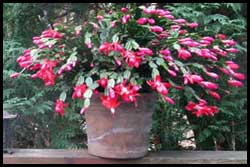  Christmas cactus (Schlumbergera truncata)