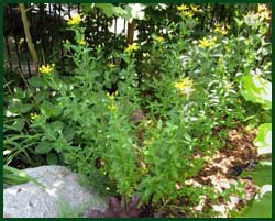 great st johnswort