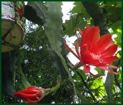 Orchid cactus (Epiphyllum)