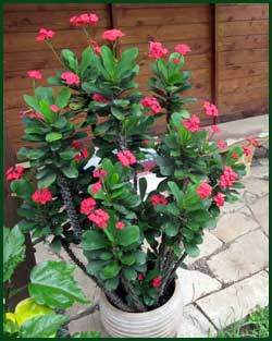 euphorbia crown of thorns