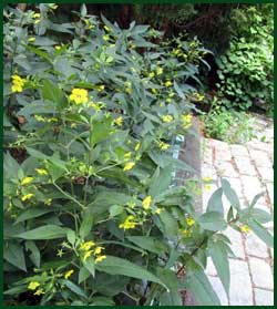 fringed loosestrife