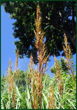 indian grass