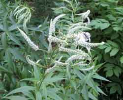 Lysimachia clethroides