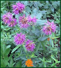 monarda