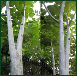 stripebark maples