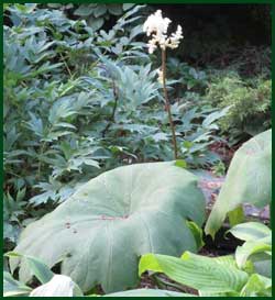 Shieldleaf (Astilboides tabularis) is in bloom.