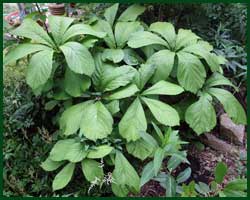 rodgersia aesculifolia
