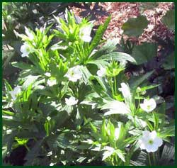 Wood Anemone (Anemone nemorosa) 