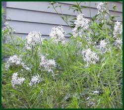 Willowleaf bluestar, (Amsonia tabernaemontana)