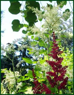 astilbe garden