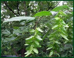 Hop-like fruit of the Blue beech/American Hornbeam (Carpinus caroliniana)