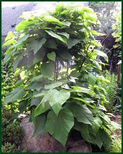 A dwarf catalpa (Catalpa speciosa-northern catalpa). 