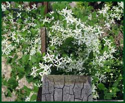 Sweet autumn clematis