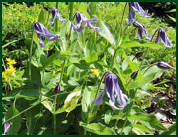Clematis integrifolia
