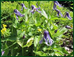 Clematis integrifolia 