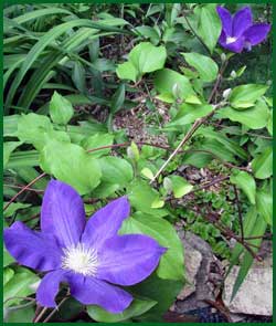 Jackmani Clematis Vine