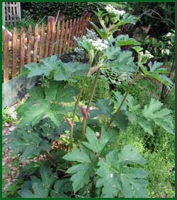 cow parsnip