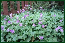 cranesbill