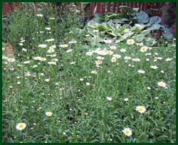 Daisies multiplying in the alley