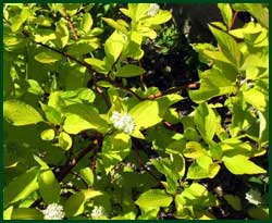 dogwood Cornus hesseyii 'Garden Glow'