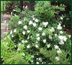 Elderberry (sambucus nigra). Its companion serviceberry will provide treats for the birds.