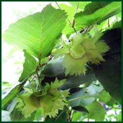 American Hazelnut (Corylus americana).