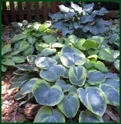 hosta garden 2