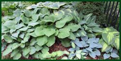 Hosta garden