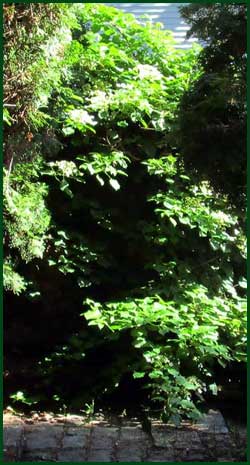 Climbing hydrangea