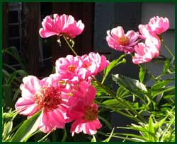 peony at sunset