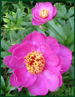 Common peony